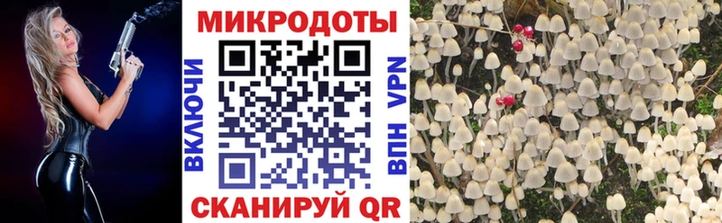 Галлюциногенные грибы Psilocybine cubensis Северская